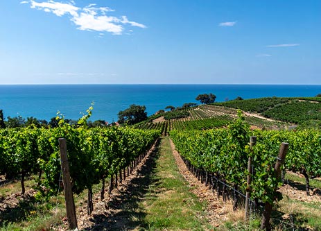 vinmark